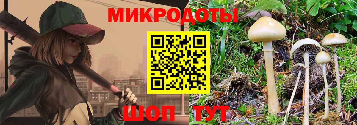 Курчалой  Галлюциногенные грибы Psilocybine cubensis  Вход с VPN 