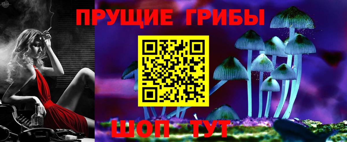 Псилоцибиновые грибы Psilocybe Курчалой